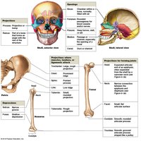 Bone markings and surface features