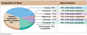 Composition of bone and mineral content