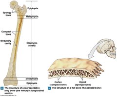 Structure of long and flat bones