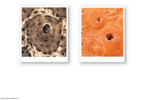 Microscopic structure of compact bone
