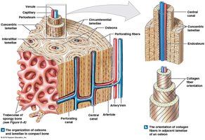 Organization of osteons and lamellae in compact bone