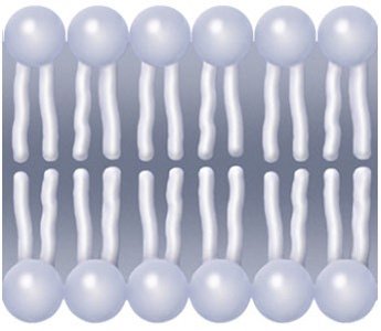 Phospholipid bilayer structure