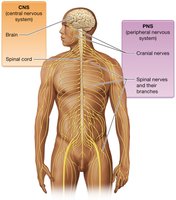 Diagram of CNS and PNS divisions in the human body