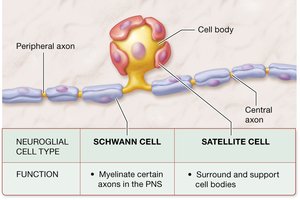 Diagram of glial cells in the PNS