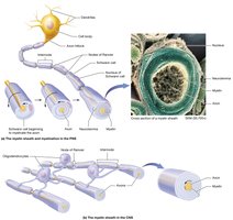 Diagram of myelination in the PNS