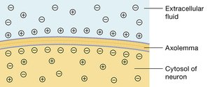 Diagram of resting membrane potential across a neuron membrane