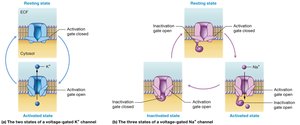 Diagram of voltage-gated sodium and potassium channels