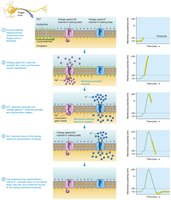 Diagram of action potential phases