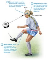Diagram showing sensory input, integration, and motor output in a soccer player