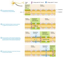 Diagram of action potential propagation steps
