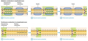 Diagram comparing saltatory and continuous conduction