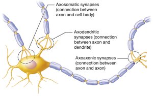 Diagram of synaptic connections