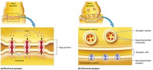 Diagram comparing electrical and chemical synapses
