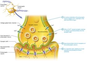 Diagram of chemical synaptic transmission