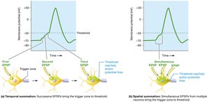 Diagram of temporal and spatial summation