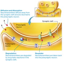 Diagram of neurotransmitter termination mechanisms