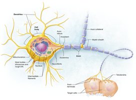 Labeled diagram of a neuron