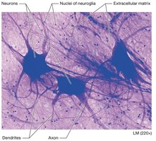 Micrograph of neurons showing dendrites, axons, and neuroglia