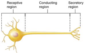 Diagram of neuron functional regions