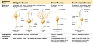 Table comparing structural types of neurons