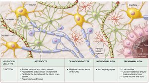 Diagram of glial cells in the CNS