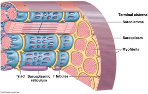 Triad structure: terminal cisternae, T tubules, and SR