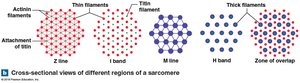 Cross-sectional views of sarcomere regions