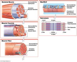 Levels of functional organization in a skeletal muscle