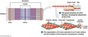 Thin filament structure with actin, tropomyosin, and troponin