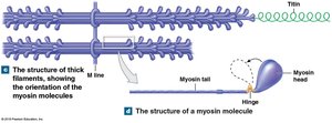 Thick filament structure and myosin molecule