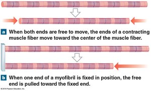 Shortening of myofibril during contraction