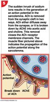 Action potential propagation and breakdown of ACh