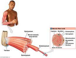 Muscle fiber structure with endomysium and myofibrils