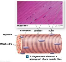 Diagram and micrograph of a muscle fiber showing striations and nuclei