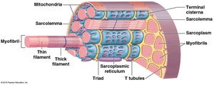 Internal organization of a muscle fiber with SR, T tubules, and myofibrils