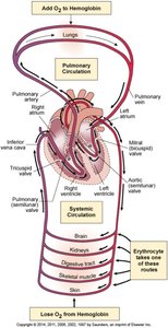 Path of erythrocyte in the circulation