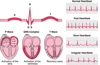 ECG waves and heart activation