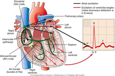 Heart conduction system and ECG waves