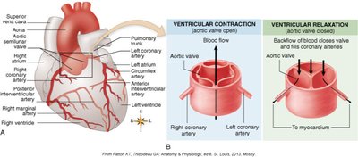 Coronary circulation and aortic valve function