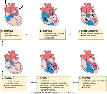 Phases of the cardiac cycle