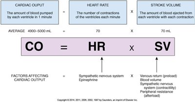 Cardiac output equation and factors