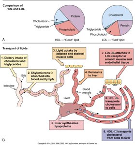 Lipid transport and comparison of HDL and LDL
