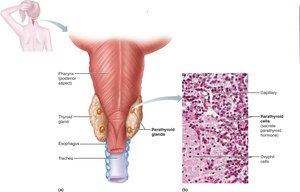 The parathyroid glands