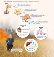 Short-term stress response: adrenal gland