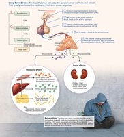 Long-term stress response: adrenal gland