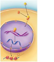 Direct gene activation mechanism of lipid-soluble hormones