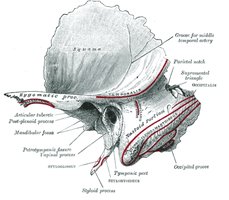 Lateral view of the temporal bone with labeled features