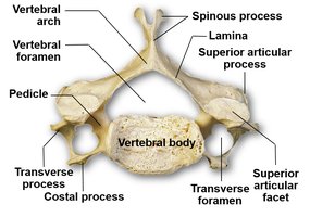 Typical cervical vertebra superior view