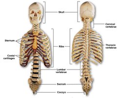 Labeled anterior and posterior views of the axial skeleton