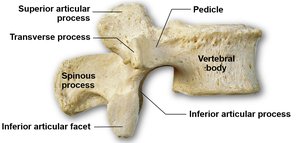 Lumbar vertebra lateral view
